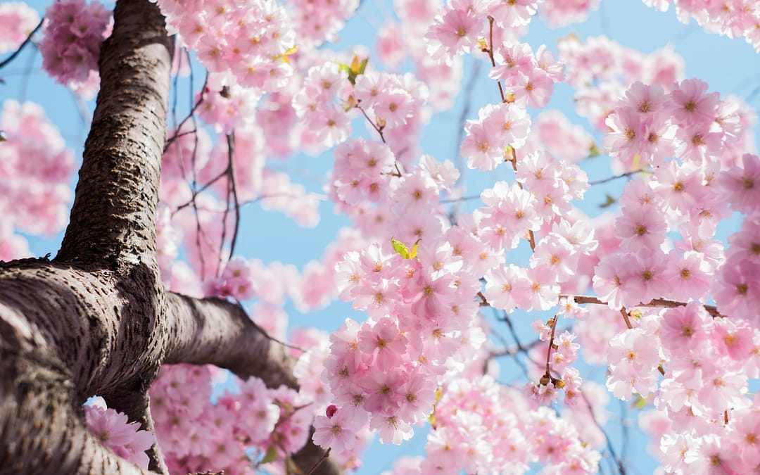 Eva’s simple ‘short cuts’ for strong and shiny Springtime hair!