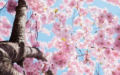 Eva’s simple ‘short cuts’ for strong and shiny Springtime hair!