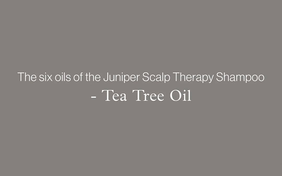 The six oils of the Juniper Scalp Therapy Shampoo – TEA TREE OIL