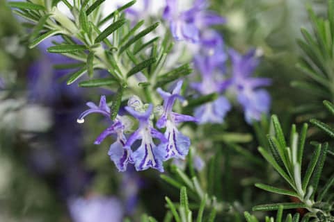 Tony_Maleedy_Rosemary_oil_plant The six oils of the Juniper Scalp Therapy Shampoo - ROSEMARY OIL